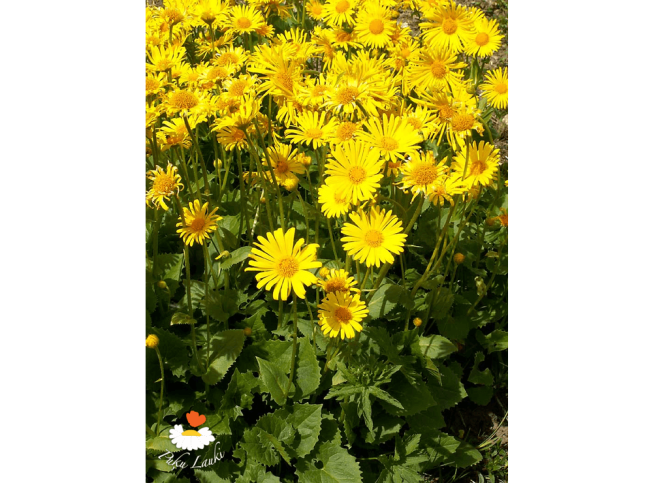 Doronicum orientale   'Little Leo'